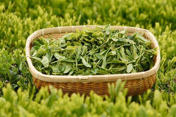 想做評茶師？那你應(yīng)該來石家莊聞達職業(yè)技能培訓學校學學了